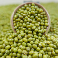2016 nova colheita verde feijão mungo para brotos em venda quente, origem chinesa